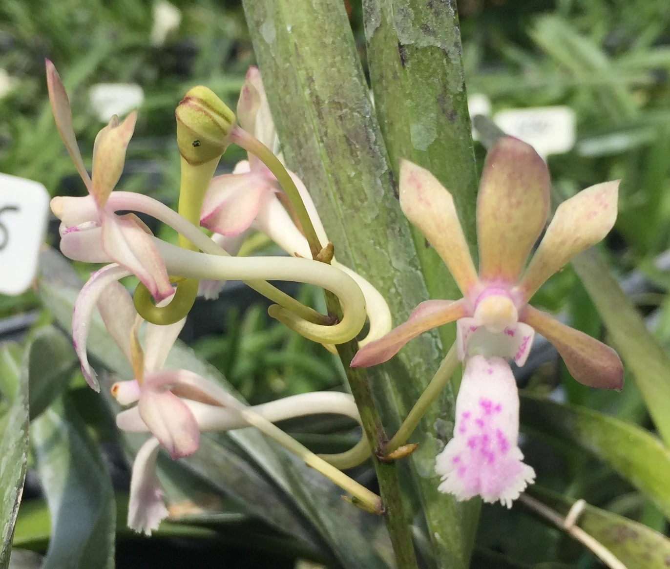 Vanda Hiroshima Choice (1896) — Motes Orchids